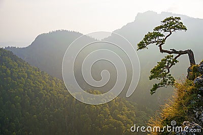 Famous curved pine tree on the top of Sokolica peak in Pieniny, Poland Stock Photo