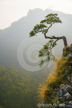 Famous curved pine tree on the top of Sokolica peak in Pieniny, Poland Stock Photo