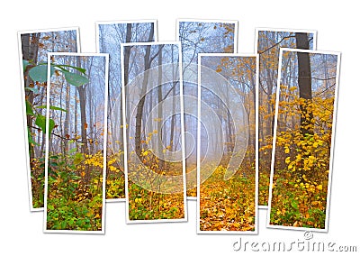 Isolated eight frames collage of picture of foggy autumn forest. Stock Photo
