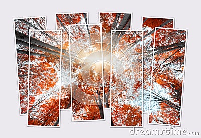 Isolated eight frames collage of upward view picture of colorful autumn trees in forest. Stock Photo
