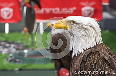 Famous eagles at FC Benfica stadium. Lisboa, Portugal Editorial Stock Photo