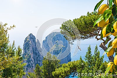 Famous Faraglioni Rocks near Capri Island, Italy. Beautiful paradise landscape with azure sea in summer sunny day and ripe yellow Stock Photo