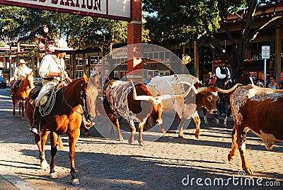 Round up in Fort Worth Editorial Stock Photo