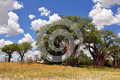 Baines baobabs in Nxai pan,Botswana Stock Photo