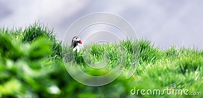 Puffin in grass Stock Photo