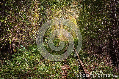 Famous landscape called Tunnel of Love, Ukraine. Railway with colorful natural tunnel in autumn. Magical autumn landscape. Stock Photo