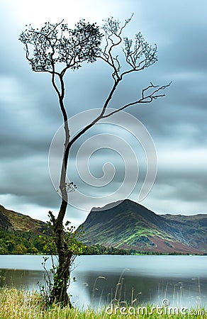 The famous lone tree at Buttermere in the glorious English Lake District Stock Photo