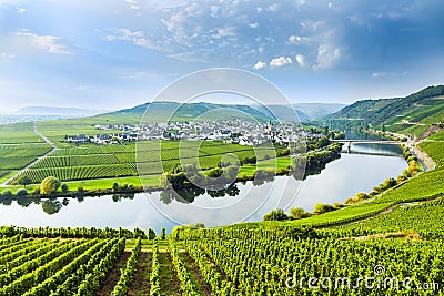 Famous Moselle Sinuosity with vineyards near Trittenheim Stock Photo