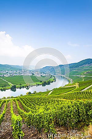 Famous Moselle Sinuosity with vineyards Stock Photo