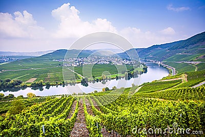 Famous Moselle Sinuosity with vineyards Stock Photo