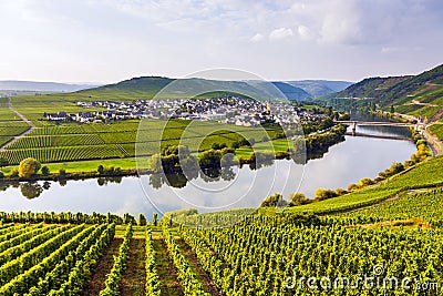 Famous Moselle Sinuosity with vineyards Stock Photo