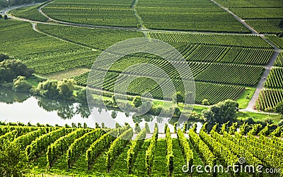 Famous Moselle Sinuosity with vineyards Stock Photo