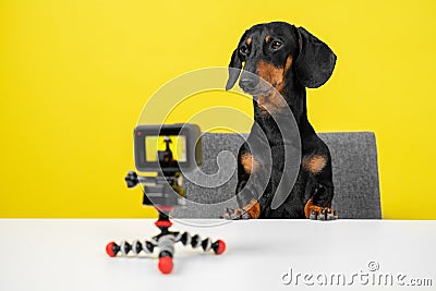Famous obedient dachshund blogger sits at table and shoots video blog for dogs on action camera on yellow background, front view. Stock Photo