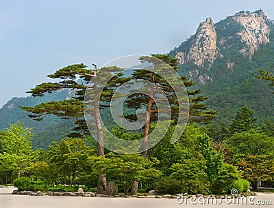 Famous pair pines - symbol of Seoraksan National Park Stock Photo