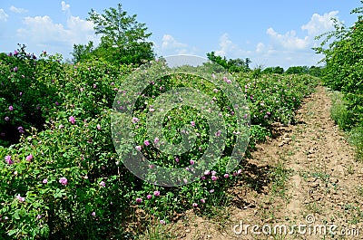 The famous rose fields in the Thracian Valley near Kazanlak Stock Photo