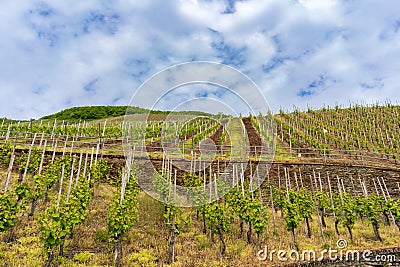 Famous slate soils vineyards on the Moselle Stock Photo