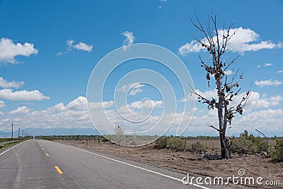 The famous tamarisk shoe tree near Amboy on Route 66 Stock Photo