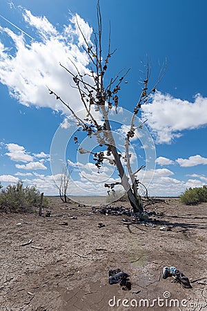 The famous tamarisk shoe tree near Amboy on Route 66 Editorial Stock Photo