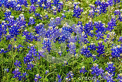 Famous Texas Bluebonnet (Lupinus texensis) Wildflowers. Stock Photo