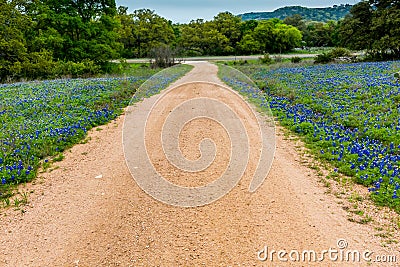 Famous Texas Bluebonnet (Lupinus texensis) Wildflowers. Stock Photo