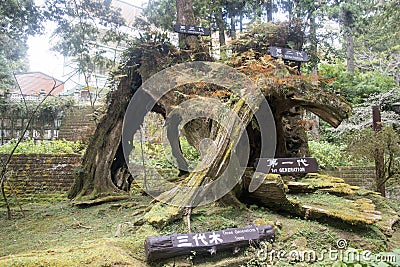 The famous three generations of trees in Alishan National Forest Recreation Area in Taiwan Editorial Stock Photo