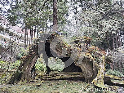 Famous three generations of trees in Alishan National Park in Taiwan Editorial Stock Photo