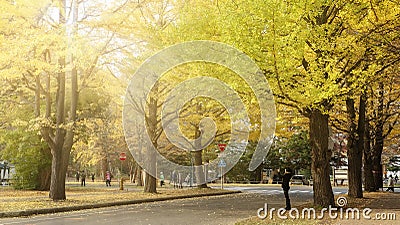 Famous tree in Japanese autumn is the ginkgo and there is a ginkgo avenue in Hokkaido University Editorial Stock Photo