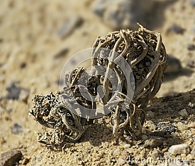 True Rose of Jericho Plant in its Dormant State in the Negev in Israel Stock Photo