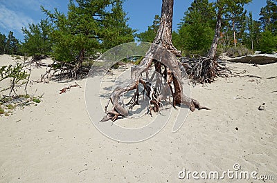 Famous walking trees in Sandy Bay on the coast of Lake Baikal. Stock Photo