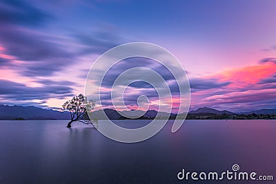 Famous `That Wanaka Three` in New Zealand in the gusty evening wind under pinky sunset sky Stock Photo