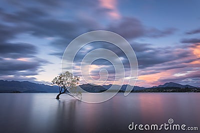 Famous `That Wanaka Three` in New Zealand in the gusty evening wind under sunset coloured sky Stock Photo