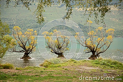 The Famous Willow Trees of Glenorchy Stock Photo