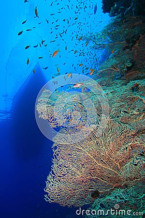 Fan coral and Dive Boat Stock Photo