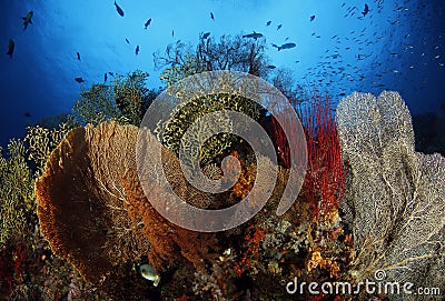 Fan Corals in Misool Stock Photo