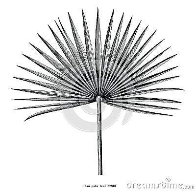 Fan palm leaf hand draw vintage engraving clip art isolated on w Vector Illustration