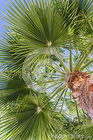 Fan Palm Tree Washingtonia filifera leaves Stock Photo