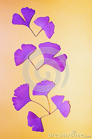 Fan-shaped leaves of ginkgo tree, surreal decorative background. Copy space Stock Photo