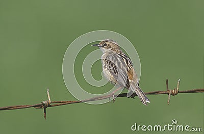 Fan-tailed warbler or Zitting cisticola, Euthlypis lachrymosa Stock Photo