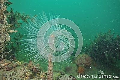 Fan worm in murky harbor Stock Photo