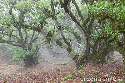 Fanal forest. Bizarre trees, twisted branches, foggy forest. A place with a mysterious atmosphere. Stock Photo
