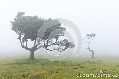 Fanal forest. Bizarre trees, twisted branches, foggy forest. Tourist point Fanal, Madeira island. Stock Photo
