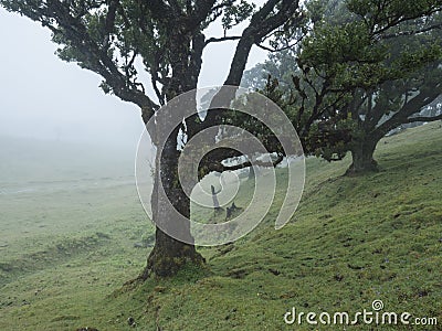 Fanal laurel forest in dense fog. Bizarre shape mossy trees, twisted branches, moss and fern. Mysterious atmosphere Stock Photo