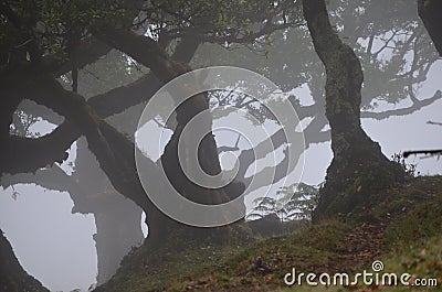 Trees among the mist in Fanal, an area of ancient laurisilva forest in the high plateau of Madeira island Stock Photo