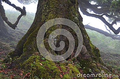 Trees among the mist in Fanal, an area of ancient laurisilva forest in the high plateau of Madeira island Stock Photo