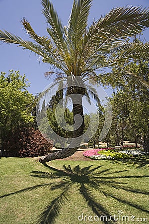 Fancifully curved palm tree Stock Photo