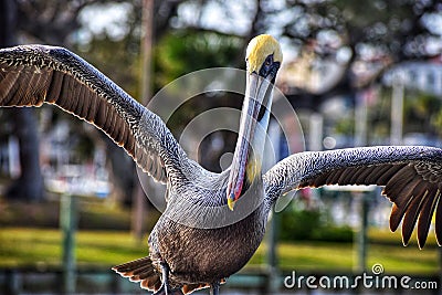Fancy Bown Pelican Wings Stock Photo