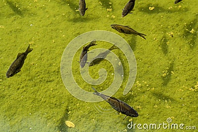 Fancy carp fish or Koi fish Stock Photo