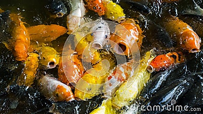 Fancy carp Stock Photo