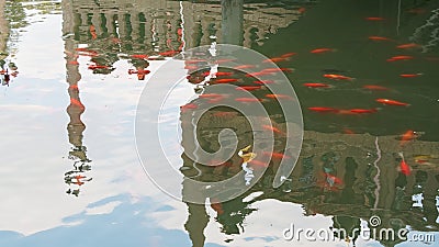 Fancy carp or Koi fish swim in the pond of Shanghai Yuyuan garden with ripples and reflection of bridge and sky background Stock Photo