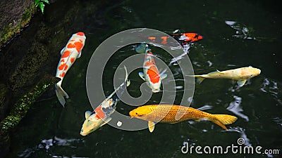 Fancy carp or koi fish Stock Photo